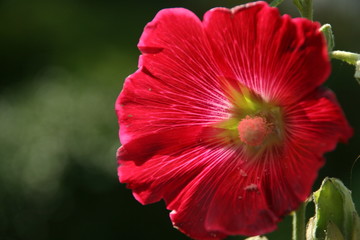 rote Stockrose Nahaufnahme Blüte