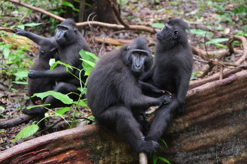 Naklejka na ściany i meble Family of macaco monkeys grooming themselves