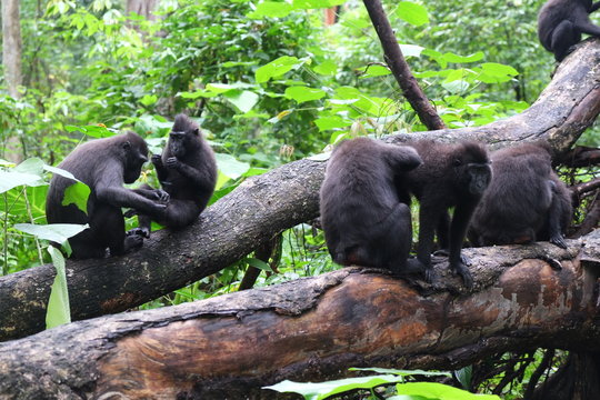 Families of macaco monkeys grooming themselves