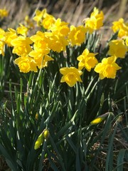 Obraz premium daffodils in garden