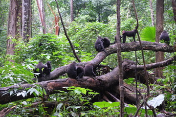 Families of macaco monkeys grooming themselves