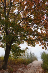 Autumn tree, colorful leaves, falling leaves
