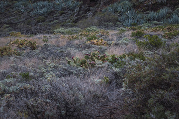 mountain with dry plants
