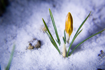 yellow crocus in the snow