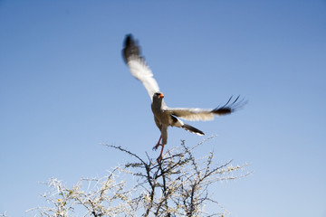 stork in flight