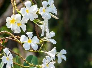 White plumeria flowers. Plumeria flowers bloom on the trees in the garden