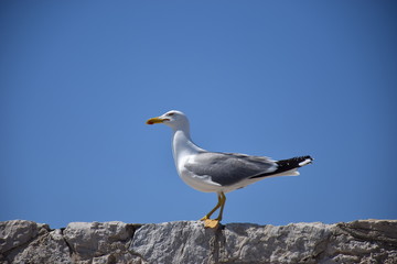 gaviota siciliana, en el puerto de islas egadas