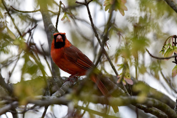 Male cardinal perched