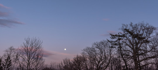 Moon over winter trees