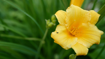 Fototapeta premium Yellow lily and little beetle