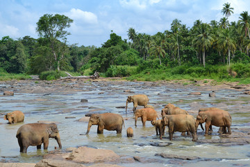 Naklejka na ściany i meble Pinnawela elephant orphanage, herd of elephants in the river, Pinnawela, Sri Lanka