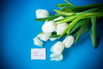 beautiful bouquet of white tulips on blue background