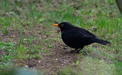 turdus merula