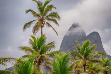 Fototapeta na wymiar Beautiful shot of palm trees with iconic Dois Irmaos in Rio de Janeiro