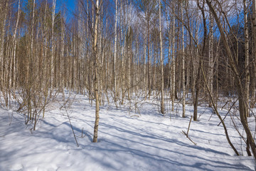 White birches in the forest. Early spring in a birch grove. The white trunks of trees. There are white clouds in the blue sky.