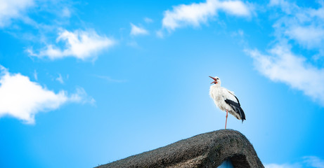 Ein Storch sitzt auf einem Reetdach und klappert, der Himmel ist blau mit weißen Wölkchen. - 334235797