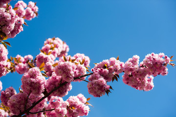 Spring announcement copy space. Botanical garden concept. Tender bloom. Aroma and fragrance. Spring season. Branch of sakura. Sakura flowers. Sakura flowers on background close up. Floral backdrop
