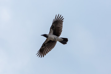 Carrion Crow at the Beach of Marielyst, Zealand;Denmark