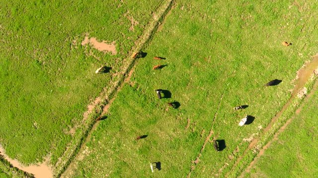 aereal spin footage from cows feeding at a farm from la yesca hermosillo sonora mexico, 4k30fps diferent colors