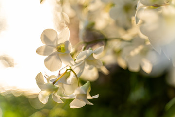 Selection beautiful orchid on blur background. Selective focus