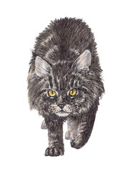 Main coon cat stares intently.  Cute pet illustration on white background