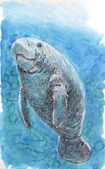 Manatee. Cute animal illustration in a watercolor style