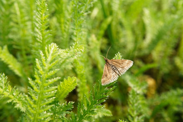 Nahansicht eines Olivbraunen Zünslers