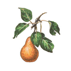 Ripe pear with leaves illustration on a white background isolated
