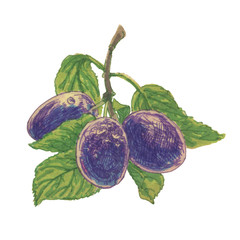 Ripe plum illustration on a white background isolated
