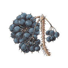 Eleuterococcus branch with ripe berries. Botanical illustraton in realistic style