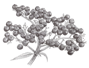 Elderberry branch with ripe berries. Botanical grayscale illustraton in graphic style