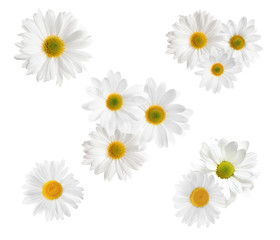 Set of beautiful chamomile flowers on white background, top view