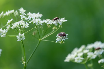 beetle