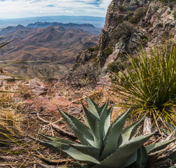 Agave And Sotol Yucca On The South Rim And The Chisos Mountains Across The Chihuahuan Desert, Big Bend National Park, Texas, USA