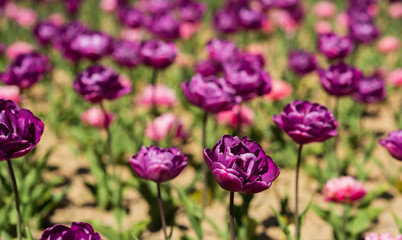 Gorgeous bloom. Gardening concept. Grow flowers garden. Spring holidays. Spring backdrop. Tulips field. Purple tulips blooming. Happy mothers day. Womens day concept. Spring season. Pleasant aroma