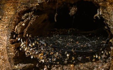 insects were trapped 