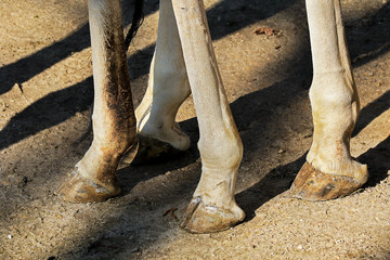 Close up of a giraffe's hooves