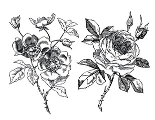 Antique rose and Rosehip