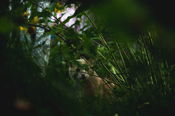 cat   watching through the grass