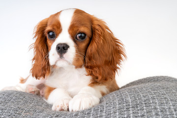Little dog Cavalier King Charles Spaniel