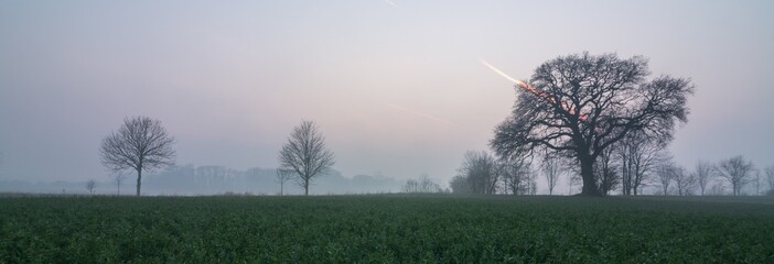  tree in the mist at dawn,  funeral home, panorama, banner