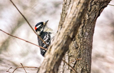 Downy Woodpecker in Tree