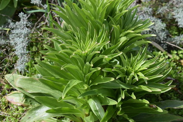 Green bush of lilies in the garden.