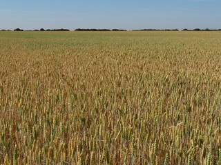 Beautiful grain field with large spikes of intense color