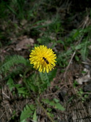  little bee sitting on a dandelion