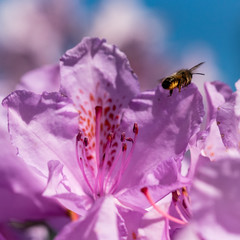 Rhododendron