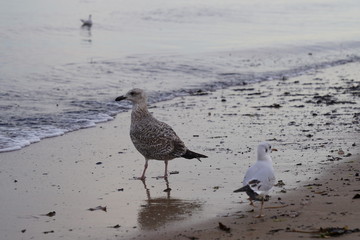 seagull on the beach