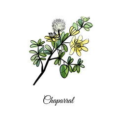 Chaparral medical herbs © tatiana_davidova
