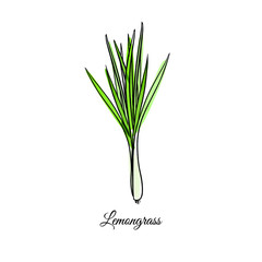 Lemongrass vector sketch illustration