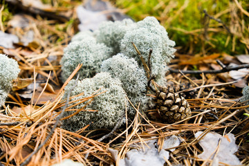 Natural wild moss of lichen Cladonia rangiferina in the autumn pine forest. Russia. Western Siberia.